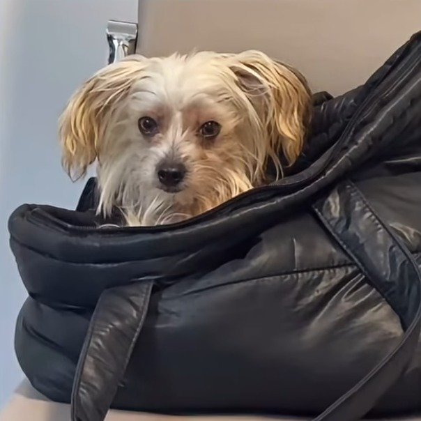 Riley, piccola cagnolina a pelo lungo bianco-crema con le orecchie color miele, dentro una borsa nera